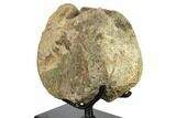 Fossil Hadrosaur (Brachylophosaurus) Vertebra - Montana #132011-2